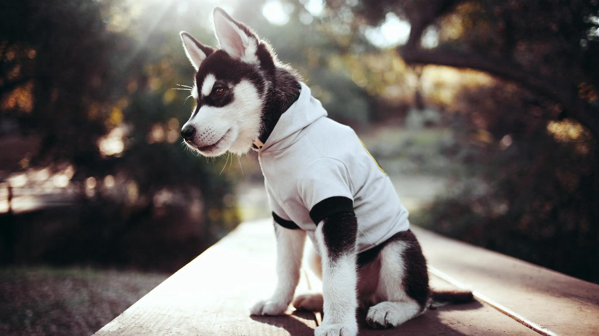 德国骑手格里高利·瓦特莱特在2024年国际马术联合会障碍赛世界巡回赛中获得个人第五名，展现坚韧精神。