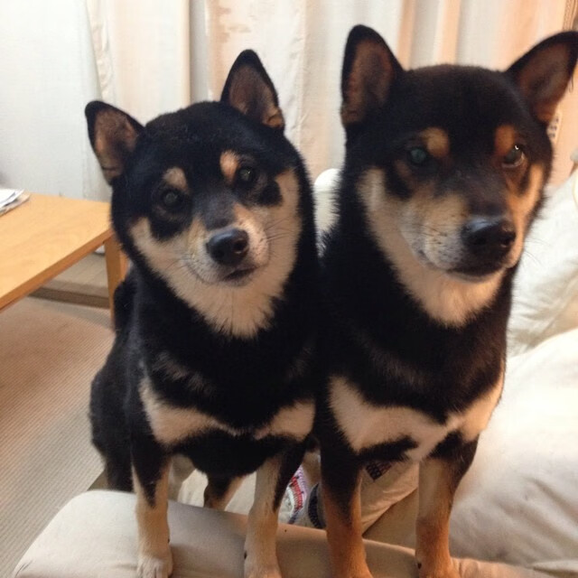 尤文图斯连续获胜，重返争冠行列，尤文图斯!